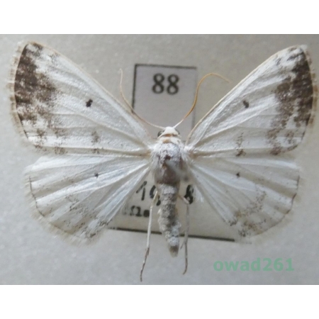 Lomographa temerata (Denis & Schiffermüller, 1775) Czech88